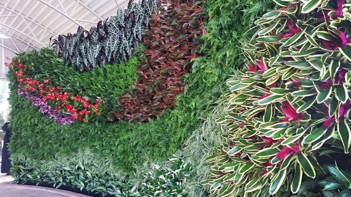 گیاهان دارویی در دیوار سبز